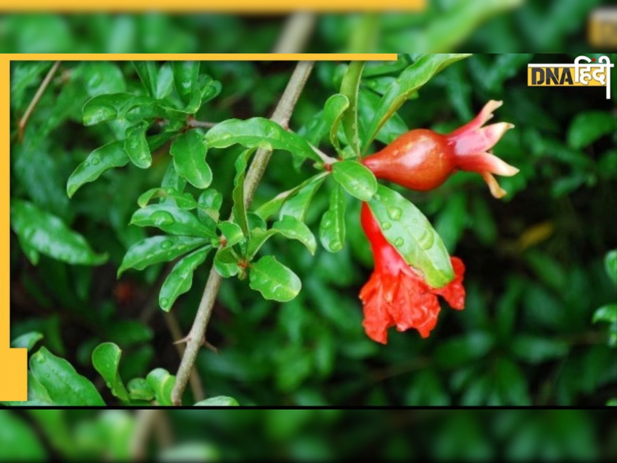 Pomegranate Juice: बढ़ते कोलेस्ट्रॉल और हाई ब्लड प्रेशर पर ब्रेक लगा देगा अनार का जूस