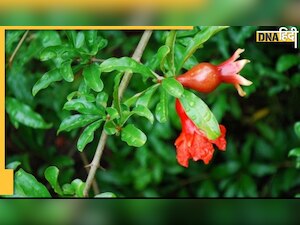 Pomegranate Juice: बढ़ते कोलेस्ट्रॉल और हाई ब्लड प्रेशर पर ब्रेक लगा देगा अनार का जूस