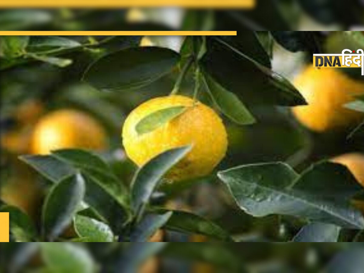 Lemon Leaves Benefits: खाने से नहीं, बस सूंघने से ही होती हैं किडनी, माइग्रेन जैसी बीमारी दूर, ये पत्ता है काम का 