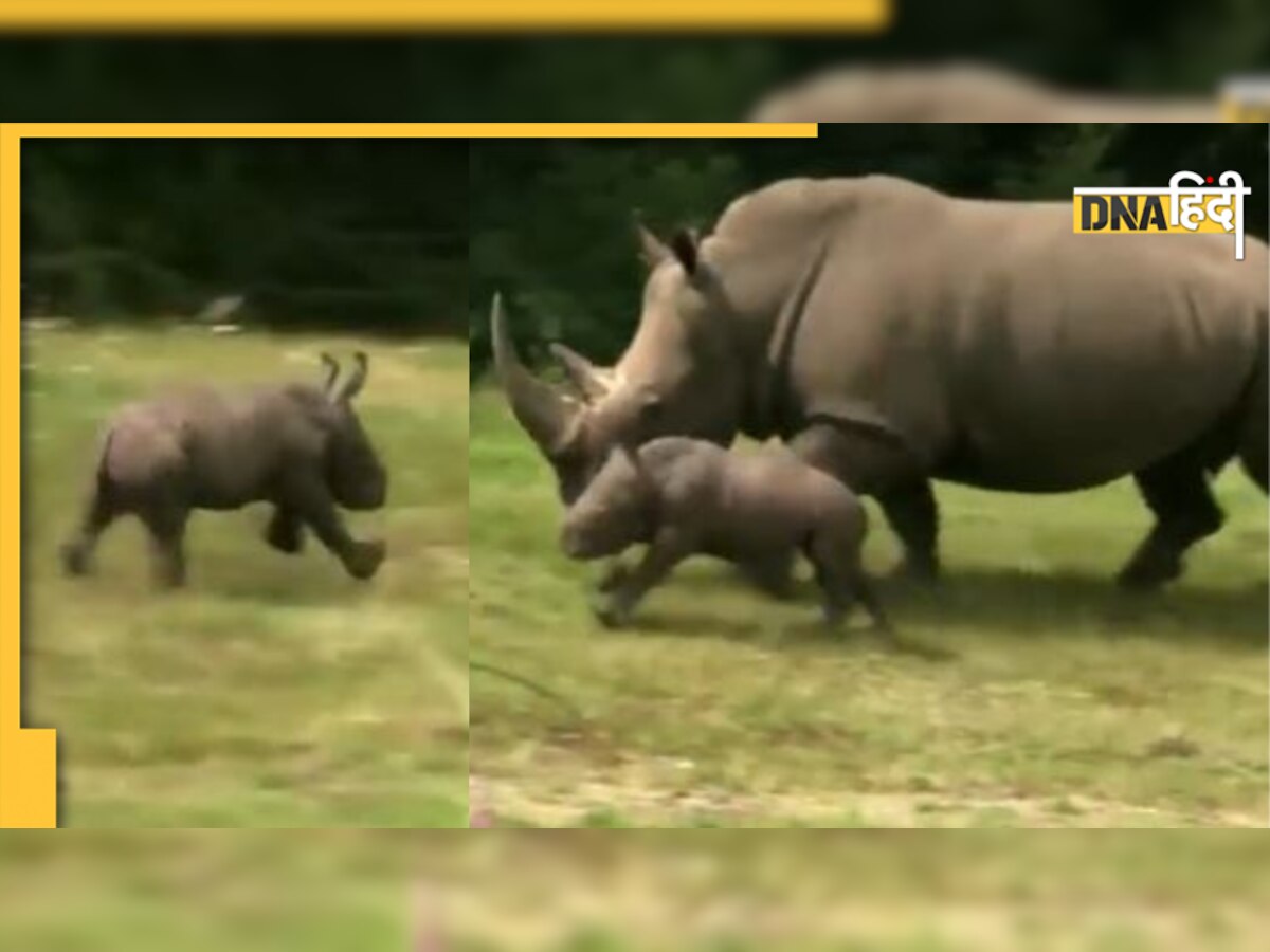 World Rhino Day 2022: मां के साथ धमा-चौकड़ी कर रहा था बेबी राइनो, वीडियो में कैद हुआ क्यूट मोमेंट