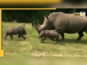 World Rhino Day 2022: मां के साथ धमा-चौकड़ी कर रहा था बेबी राइनो, वीडियो में कैद हुआ क्यूट मोमेंट