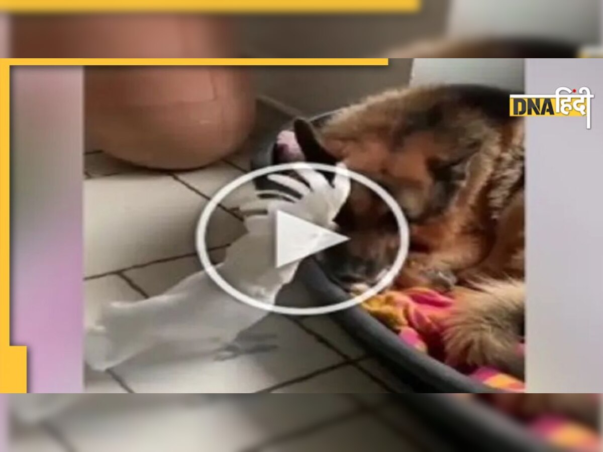 Video: टॉमी बन गया मिट्ठू! ऐसे भौंकता है तोता कि आप भी हो जाएंगे कनफ्यूज