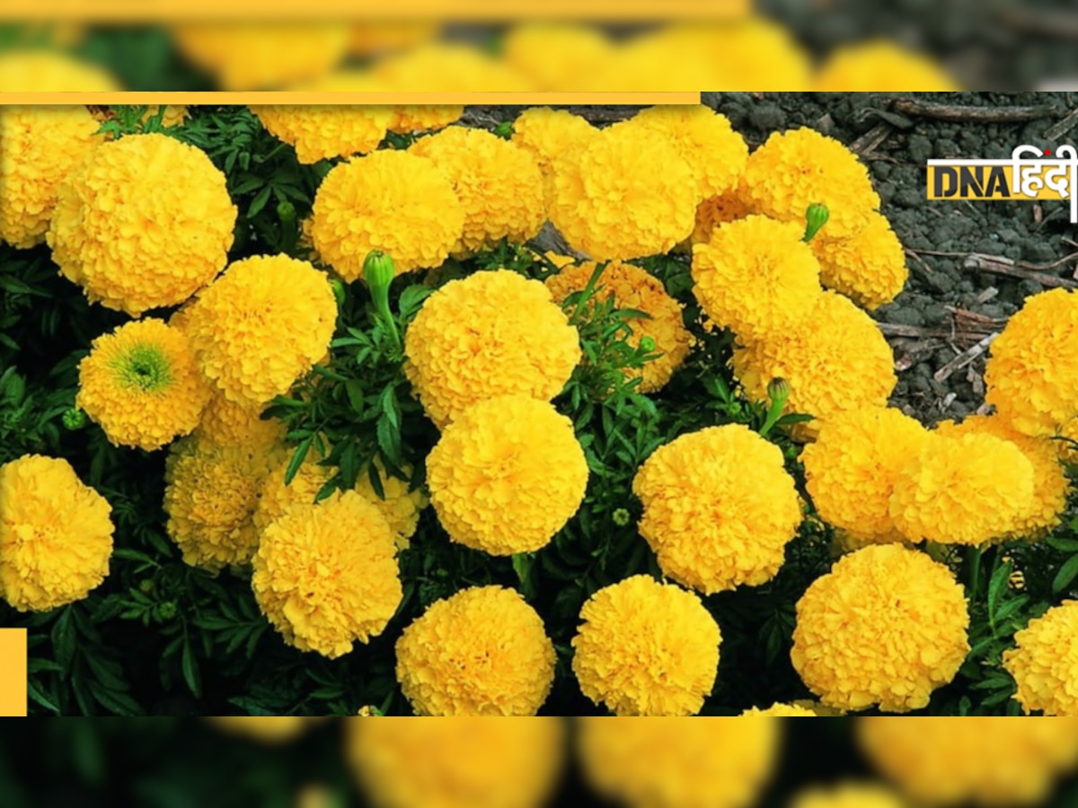 Marigold Flower Benefits: गेंदे के फूल ही नहीं पत्तियां भी हैं कमाल, कैंसर जैसी बीमारी करती है दूर