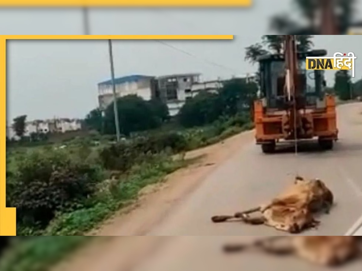 Video: पैर बांधकर JCB से खींचा जा रहा था गाय का शव, शर्मसार कर देने वाला वीडियो वायरल