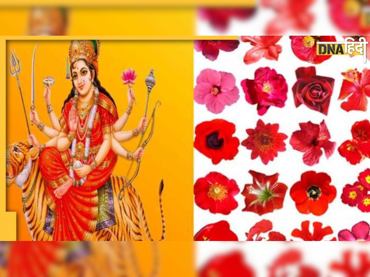 Navratri Flowers: देवी के नौ रूपों को पसंद हैं अलग-अलग पुष्प, हर रंग के फूल की निराली है महिमा