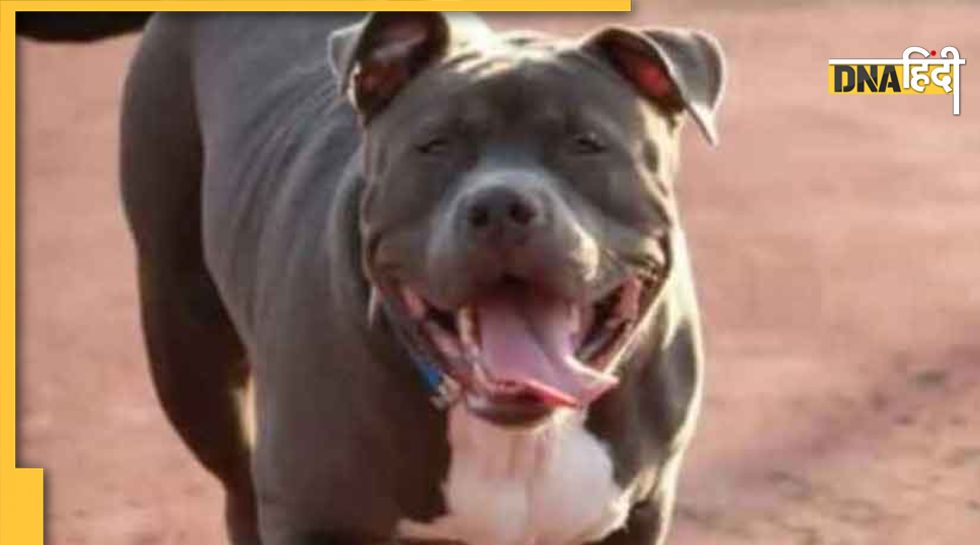 Pitbull Ban   7057270 Pitbull Ban 