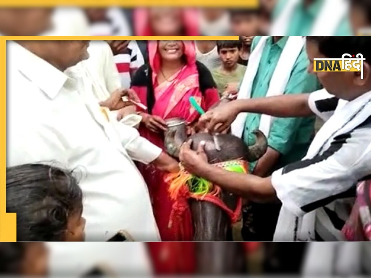 Viral Video: किसान ने करवाया भैंस के बच्चे का मुंडन, हुआ शाही भोज और डीजे के साथ मना जश्न