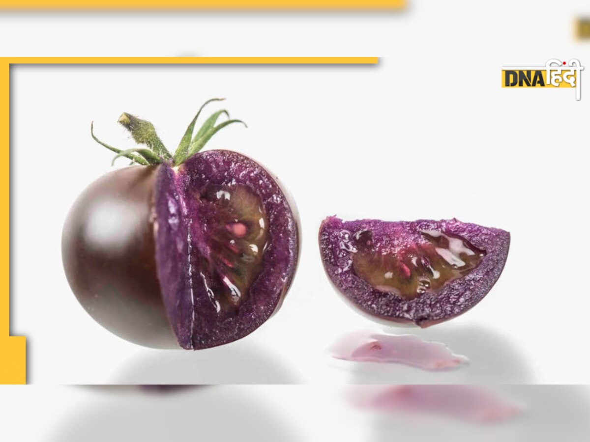 Purple Tomato Benefits: ये बैंगन नहीं है, बैंगनी रंग का टमाटर है जो देता है कैंसर को मात