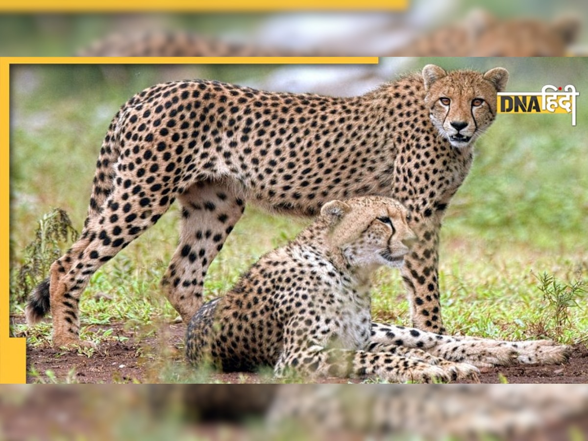 Kuno Cheetah News: चीतों से सबसे पहले मिलना चाहते हैं तो तुरंत कर डालिए ये काम