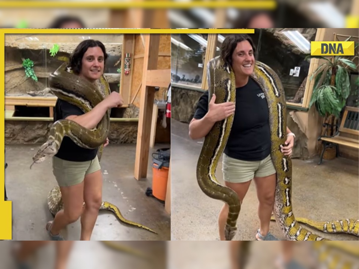 Viral video: Horrifying! Woman carries huge python on shoulder, leaves ...