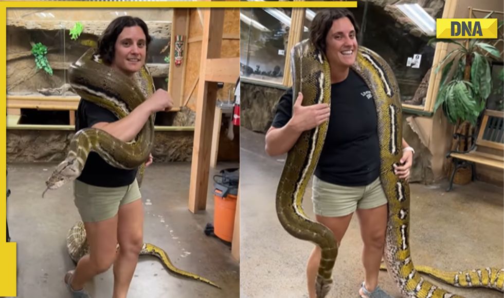 Viral video: Horrifying! Woman carries huge python on shoulder, leaves ...