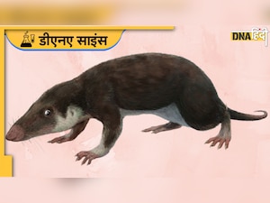 Human Evolution: बंदर नहीं 'चूहे' थे इंसानों के असली पूर्वज? नई स्टडी ने किए खुलासे