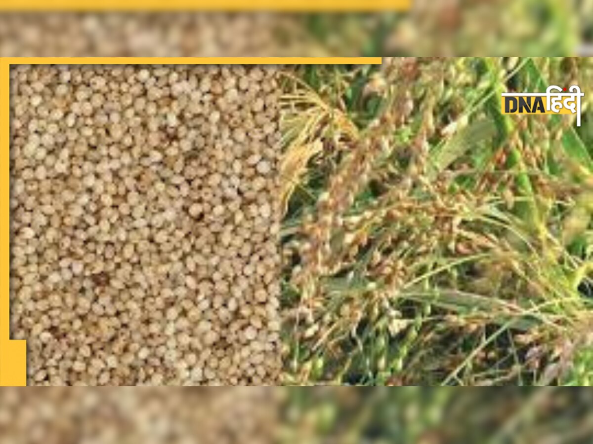 Millets Benefits: देश में हैं 300 प्रकार के मिलेट्स, इनसे बना नाश्ता खाने से कोलेस्ट्रॉल और वजन होगा कम 