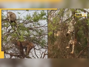 बंदर के झांसे में आ गया टाइगर, कैमरे में कैद हुआ मजेदार वीडियो