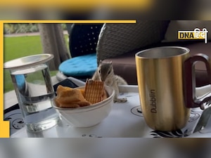 Parle G के साथ गिलहरी उड़ा रही थी मौज, वीडियो देख आप भी कहेंगे - कितनी क्यूट है!