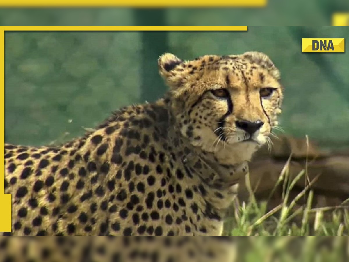 Cheetah ‘Aasha’ at Kuno National Park may be pregnant; park official denies reports