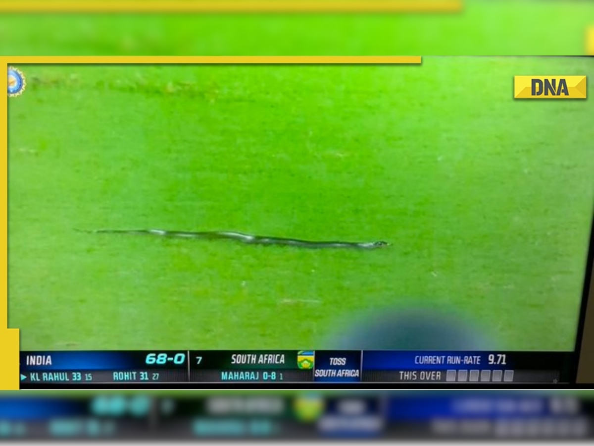 WATCH: Snake stops play during T20I between India and South Africa