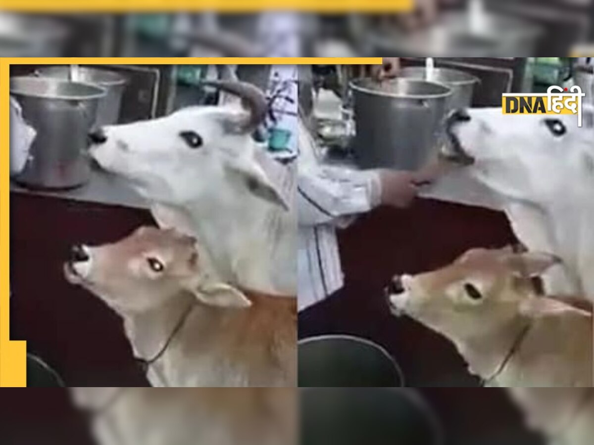 Viral Video: ठेले पर आई गाय, गोलगप्पे वाले ने एक-एक कर हाथ से खिलाया और पूरी कर दी इच्छा