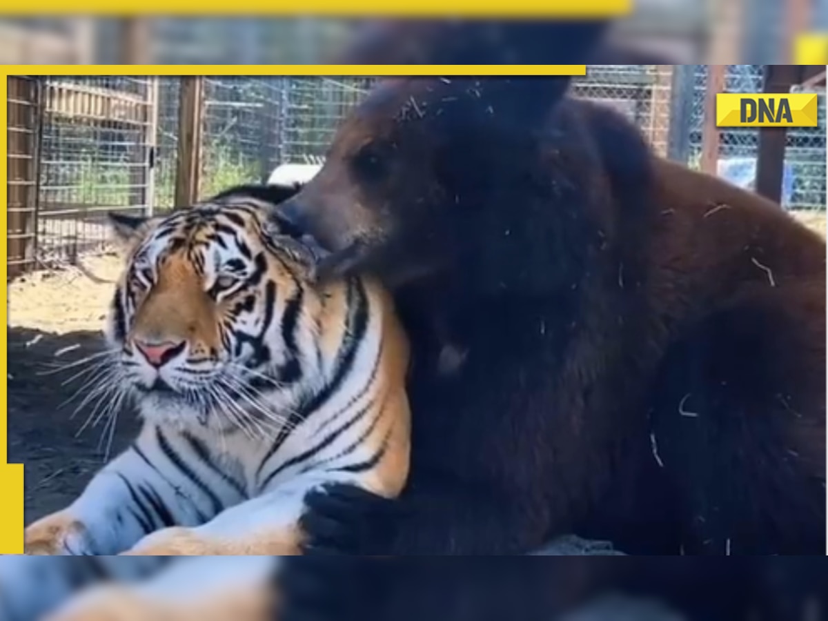 Baloo hugs Sher Khan: This adorable video of bear snuggling with tiger is too cute to handle 