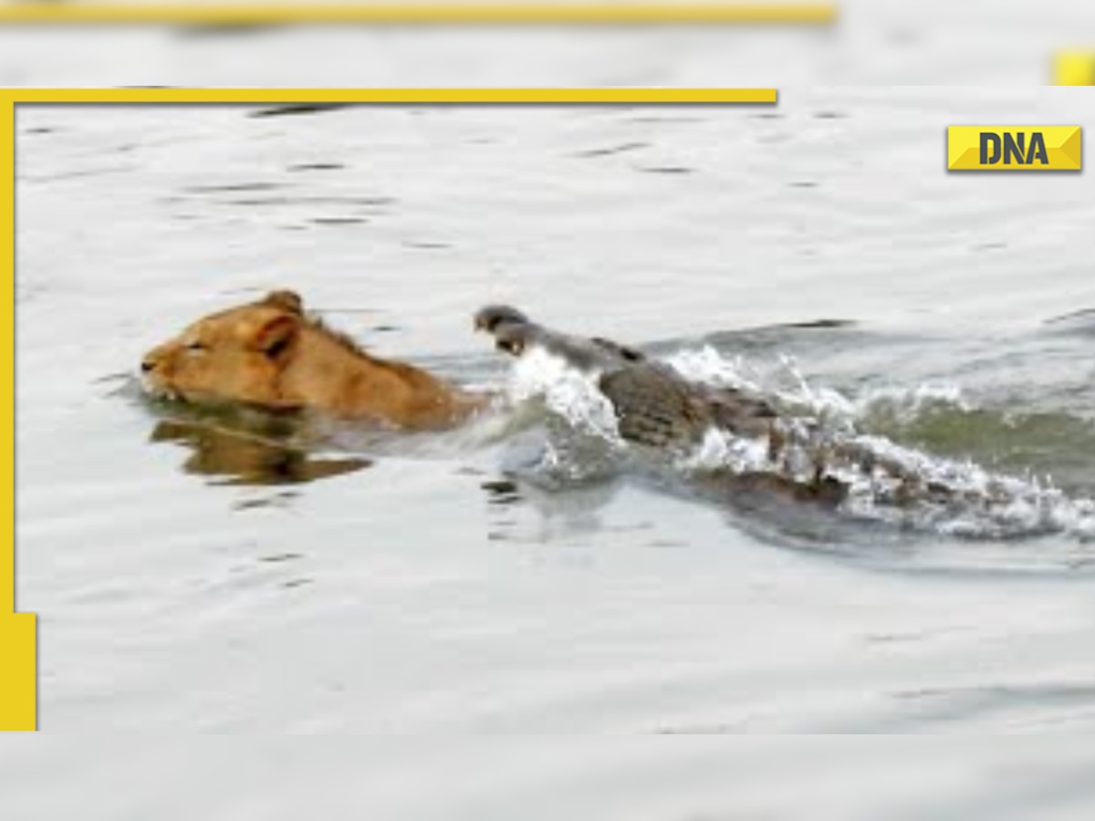 Viral video: Horryfying! Crocodile attacks lioness, drags it into deep water