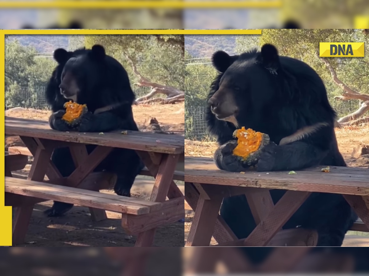 Video of bear eating exactly like human goes viral