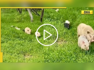 Viral Video: Piggy family strolling in open field is best thing you'll see on the internet today!