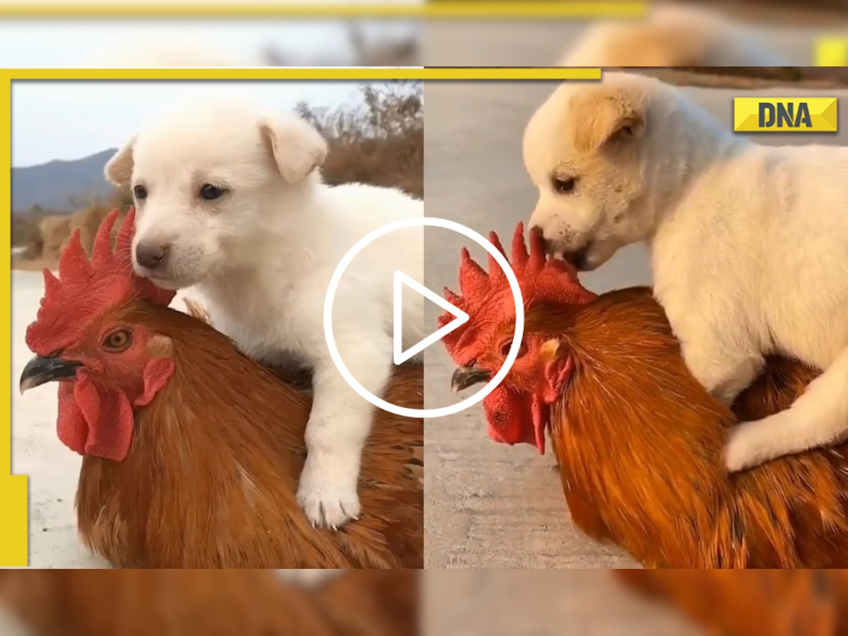 Ever seen puppy riding on hen? Internet reacts to viral video