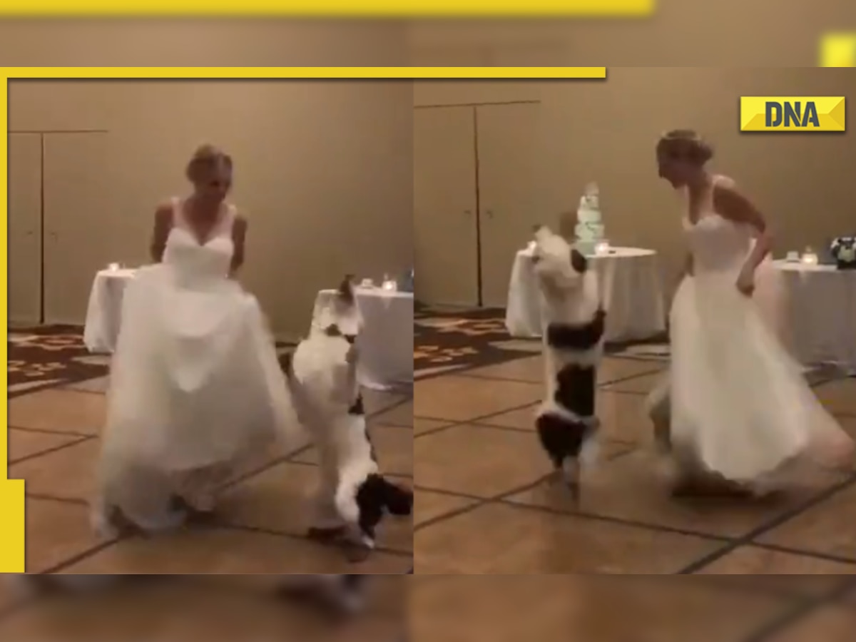 Viral video: Dog dances with bride on her wedding day; Internet is impressed