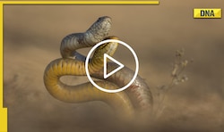Ever seen snakes dancing? Viral video mesmerizes netizens
