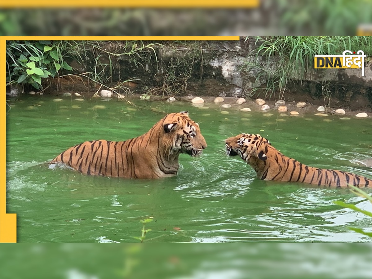 Delhi Zoo: चिड़ियाघर के जानवरों को आप भी ले सकते हैं गोद, जानिए क्या है तरीका और कितना होगा खर्च 