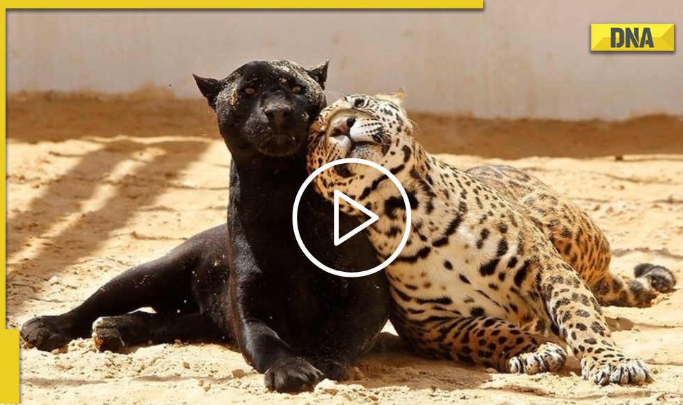 Jaguar cuddles with panther in adorable viral video, Internet reacts Jaguar cuddles with panther in adorable viral video, Internet reacts