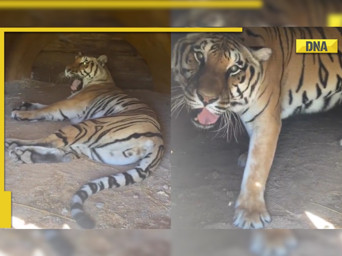Viral video: Girl tries to wake up sleepy tiger; THIS happens next