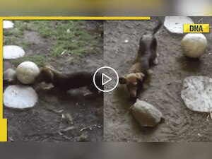 Ever seen dog and turtle playing football together? Viral video delights netizens