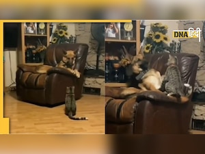 Viral Video: कुर्सी को लेकर कुत्ते और बिल्ली में हुई जंग, आखिर में किसने मारी बाजी?