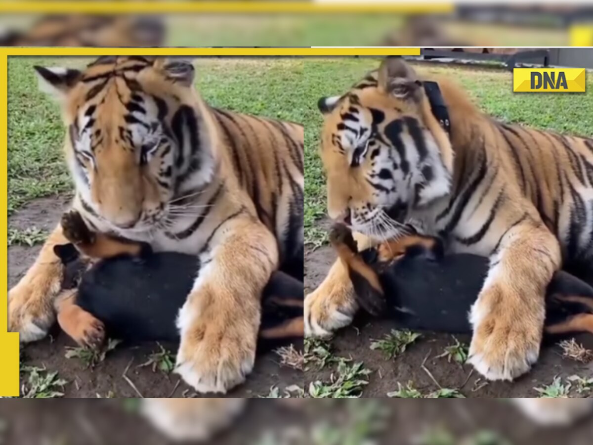 Tiger cuddles with puppy in adorable viral video, delights netizens