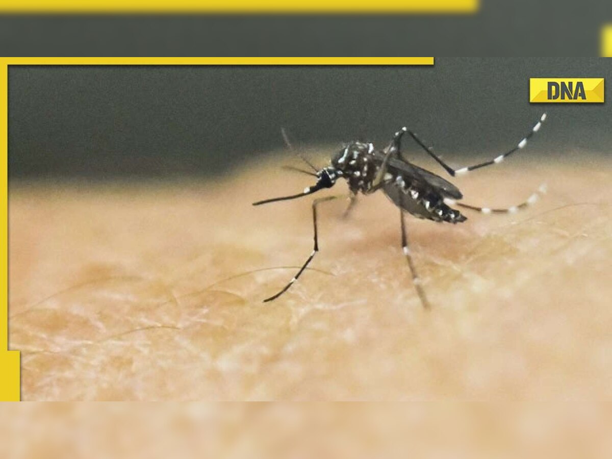Dengue fever: Health expert advises how to treat mild symptoms