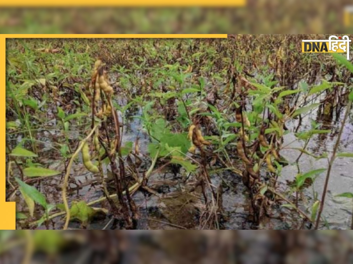 बेमौसम बारिश से सोयाबीन फसल को नुकसान, फिर भी कीमत में गिरावट, क्या सस्ता होगा खाने का तेल?