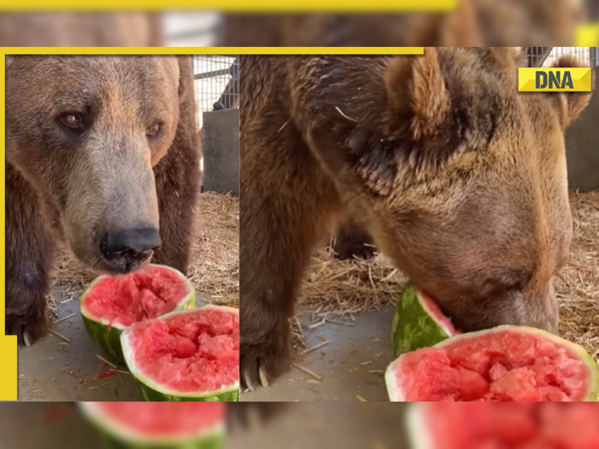 This adorable viral video of bear eating watermelon will cure your mid-week blues