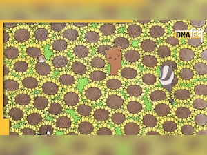 Optical Illusion: 60 सेकेंड में बताएं.. तस्वीर में कहां छिपी है तितली? 99% ने दिया है गलत जवाब