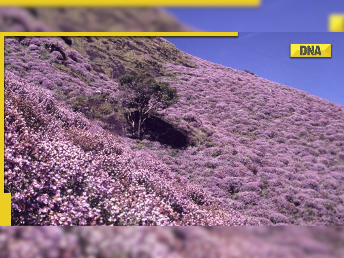 Neelakurinji flowers: Kallipara Hills in Kerala witnesses ‘rare phenomenon', know why it happens only once in 12 years