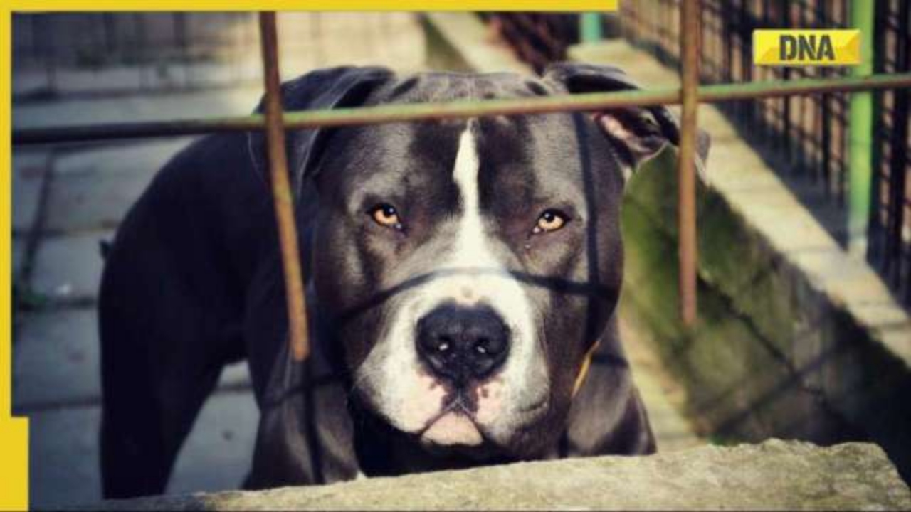 Pitbull attack in Haryana: Dog brutally attacks woman, 2 kids in Rewari; victim gets 50 stitches Pitbull attack in Haryana: Dog brutally attacks woman, 2 kids in Rewari; victim gets 50 stitches