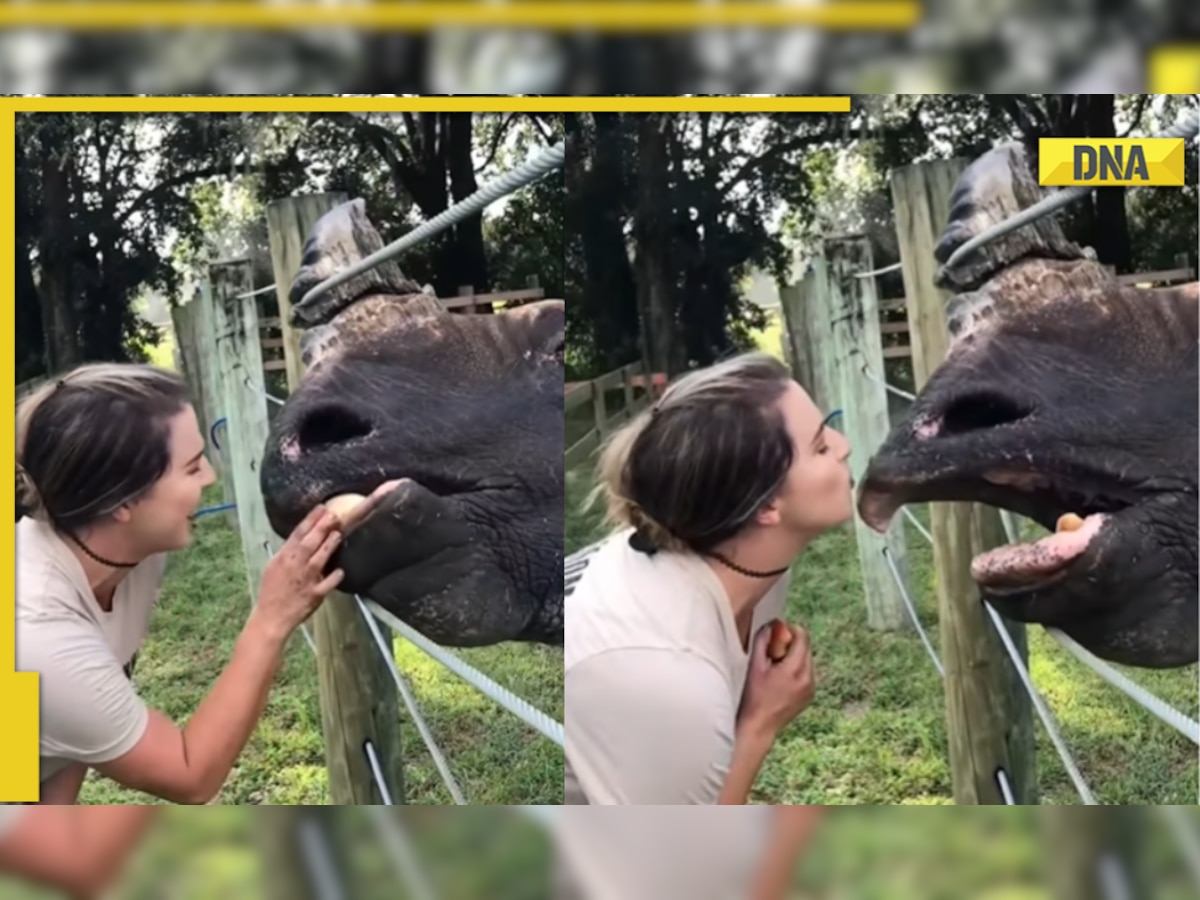 Girl showers Rhino with kisses, viral video delights internet