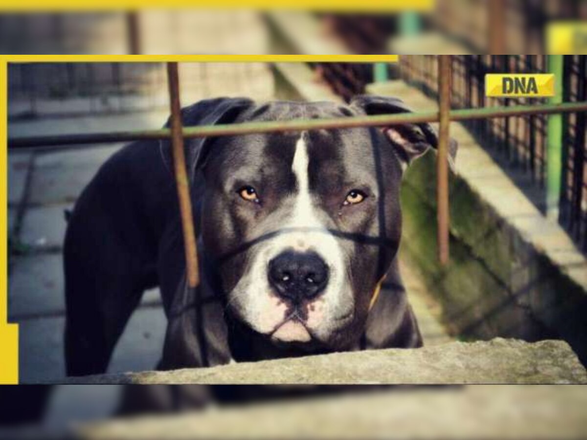 Dog ban in Uttar Pradesh: Know why Pitbull, Rottweiler, Dogo ...