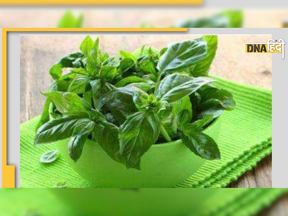 Tulsi Leaves Benefits: रोज सुबह चबा लें ये 2 पत्तियां, सर्दी से लेकर कैंसर तक कई समस्याएं रहेंगी दूर