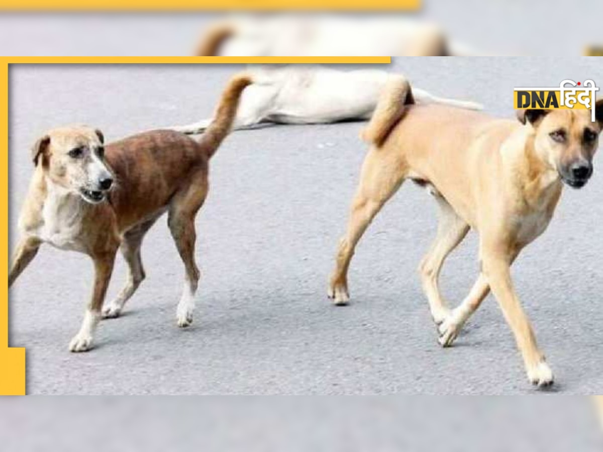 Dog Attack: साल भर में 77 लाख लोगों को काट लेते हैं कुत्ते, 20 हजार की जाती है जान