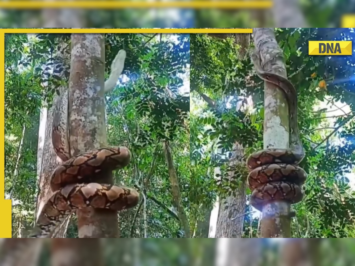 Huge snake effortlessly climbs up tree, viral video amazes netizens