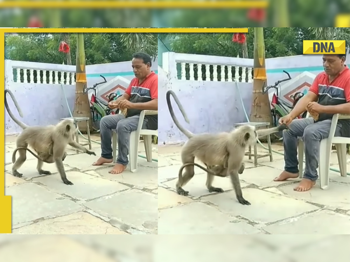 Man feeds rotis to hungry monkey, viral video wins hearts