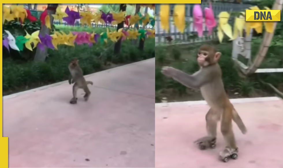 Ever seen monkey skating? viral video delights internet