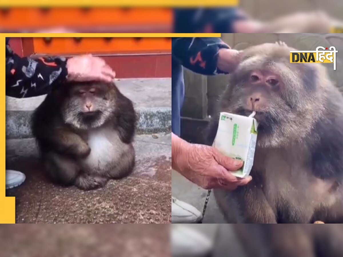 No काम बस दिन भर आराम, इस बंदर की बैठ-बैठे निकल आई है तोंद, देखें वीडियो