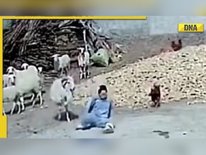 Sheep saves chicken by attacking woman, viral video wins hearts online